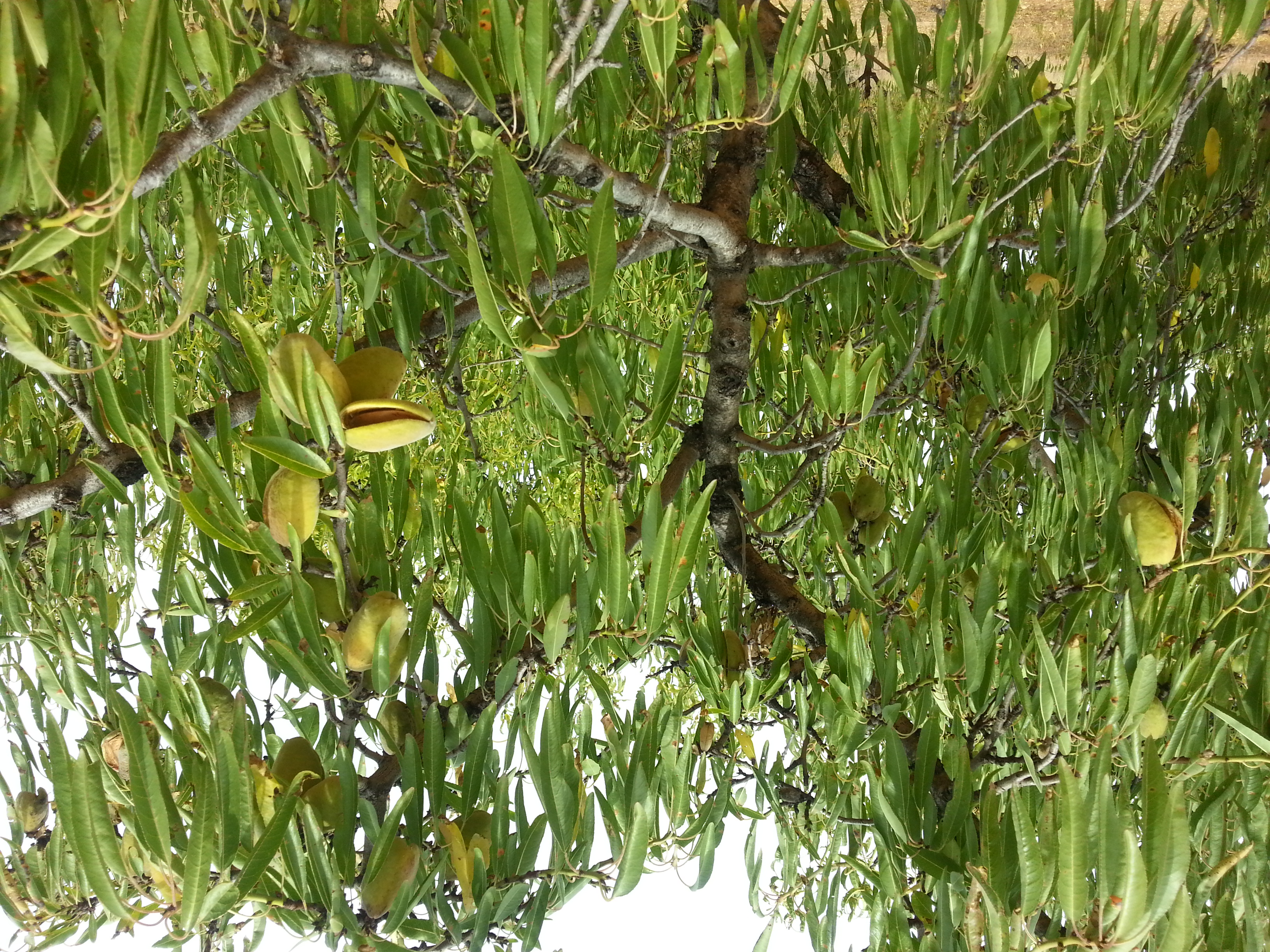 Almendro en flor